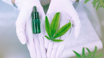 aceite de cannabis medicinal